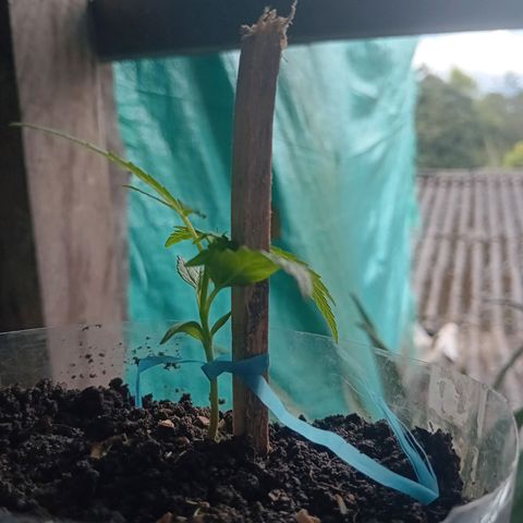 Las Bbes growlog timeline photo