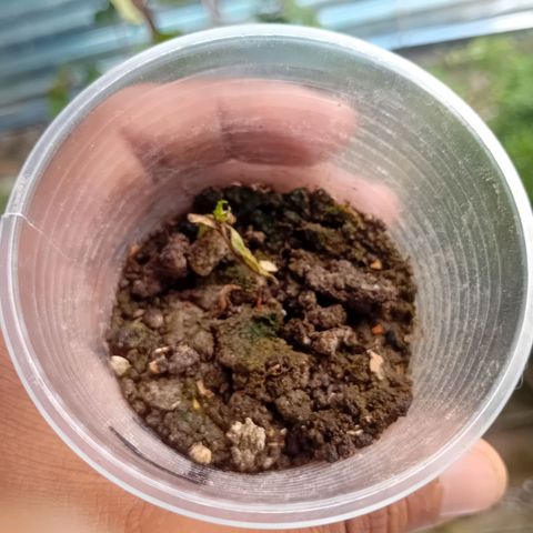 Las Bbes growlog timeline photo