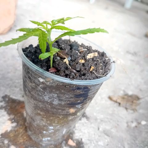 Las Bbes growlog timeline photo