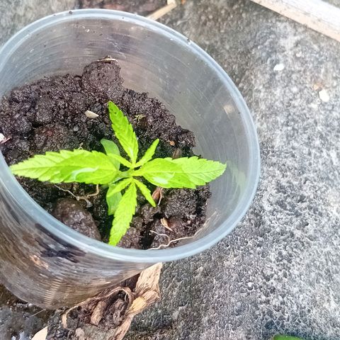 Las Bbes growlog timeline photo