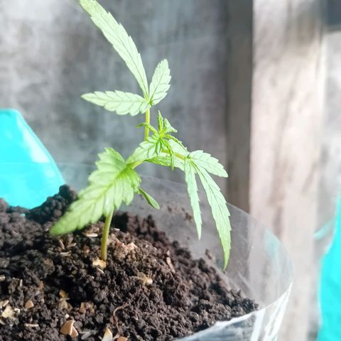 Las Bbes growlog timeline photo
