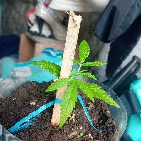 Las Bbes growlog timeline photo
