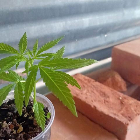 Las Bbes growlog photo: Mata del Mawi