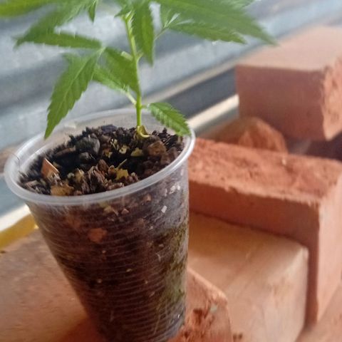 Las Bbes growlog photo: Mata del Mawi
