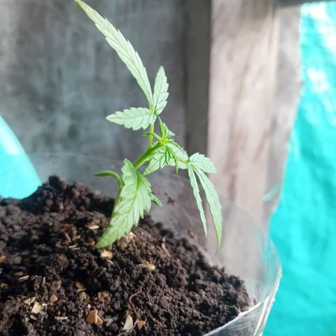 Las Bbes growlog timeline photo