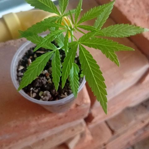 Las Bbes growlog photo: Mata del Mawi
