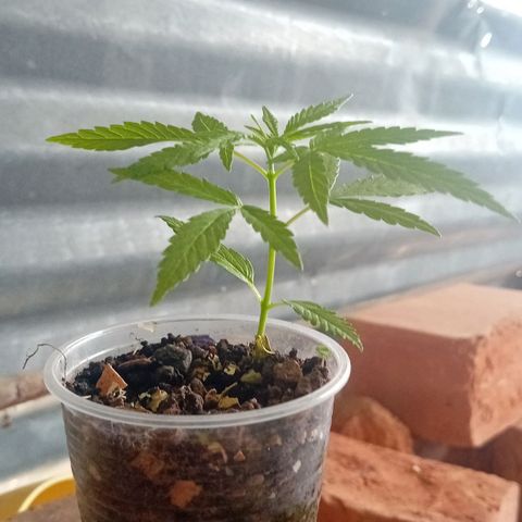 Las Bbes growlog photo: Mata del Mawi