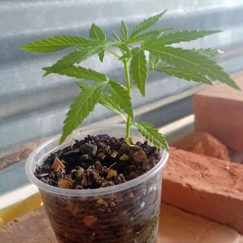 Las Bbes growlog photo: Mata del Mawi