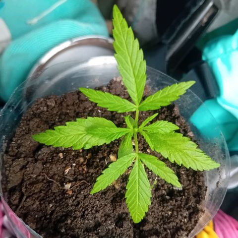 Las Bbes growlog timeline photo