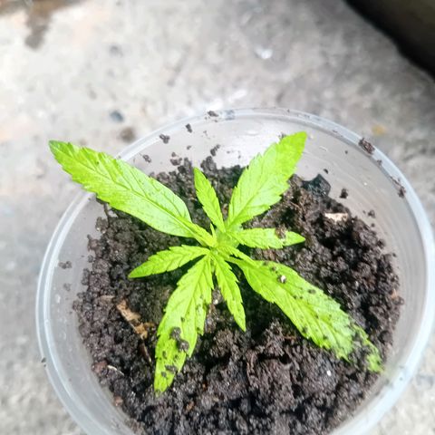 Las Bbes growlog timeline photo