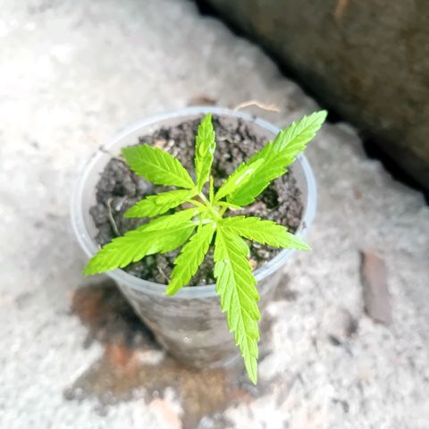 Las Bbes growlog timeline photo