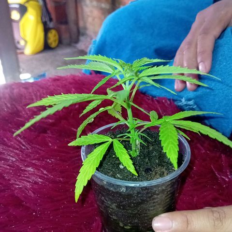 Las Bbes growlog timeline photo