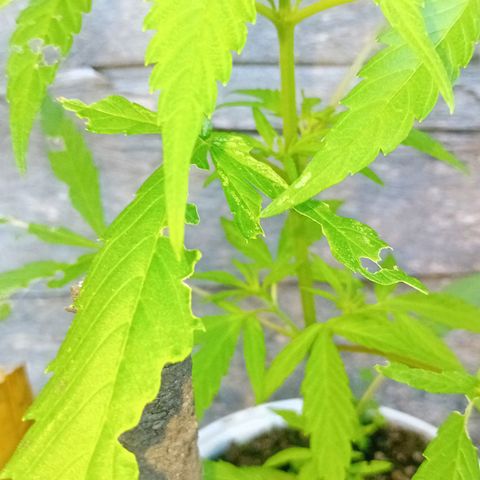 Las Bbes growlog timeline photo