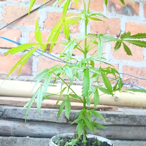 Las Bbes growlog timeline photo