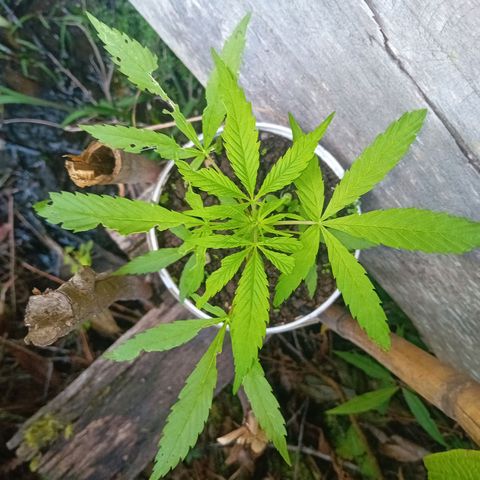 Las Bbes growlog timeline photo