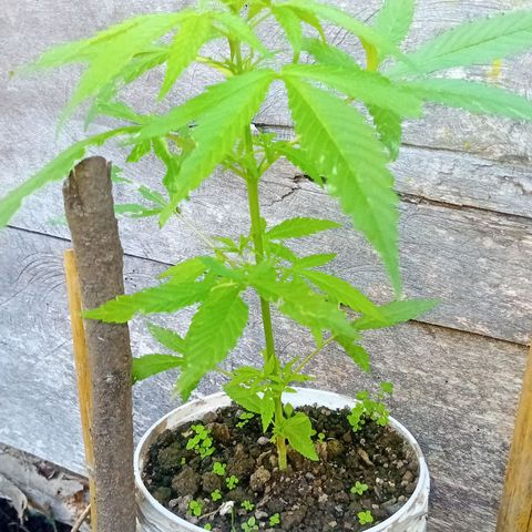 Las Bbes growlog timeline photo
