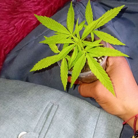 Las Bbes growlog timeline photo