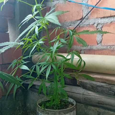 Las Bbes growlog timeline photo