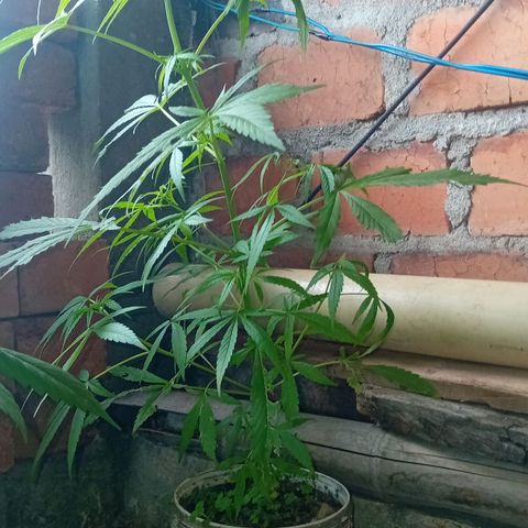 Las Bbes growlog timeline photo