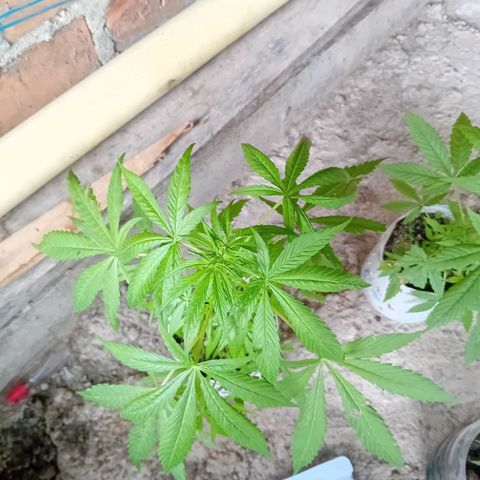 Las Bbes growlog timeline photo