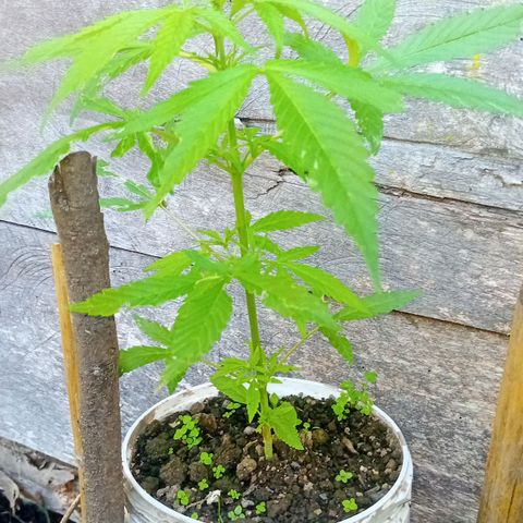 Las Bbes growlog timeline photo