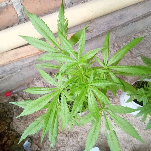 Las Bbes growlog timeline photo