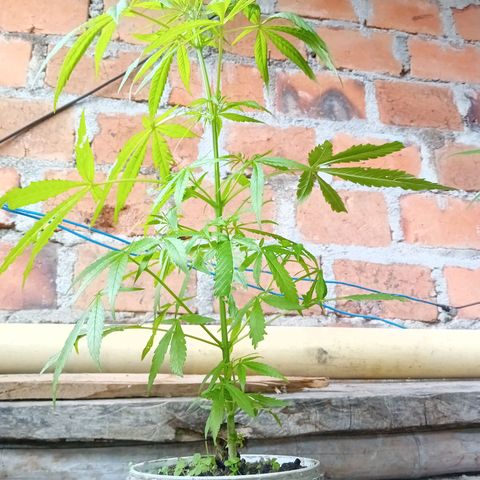 Las Bbes growlog timeline photo