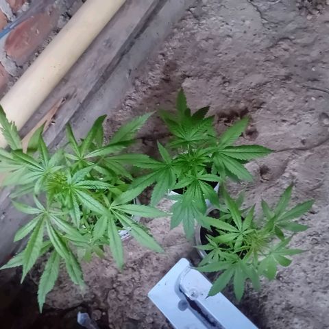 Las Bbes growlog timeline photo