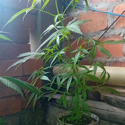 Las Bbes growlog timeline photo