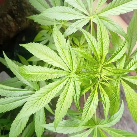 Las Bbes growlog timeline photo