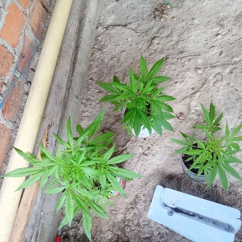 Las Bbes growlog timeline photo