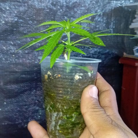 Las Bbes growlog timeline photo