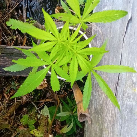 Las Bbes growlog timeline photo
