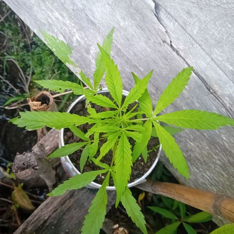 Las Bbes growlog timeline photo