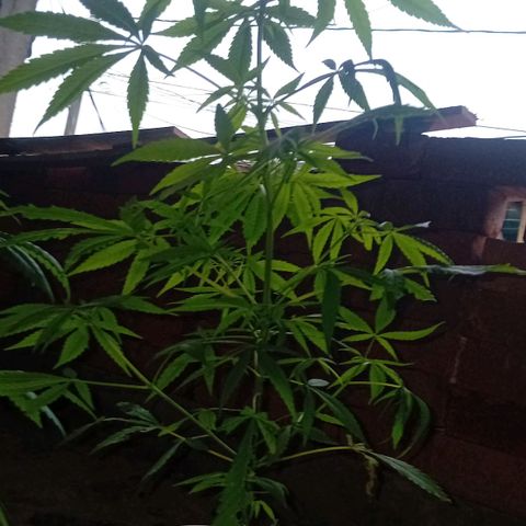 Las Bbes growlog timeline photo