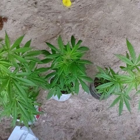 Las Bbes growlog timeline photo
