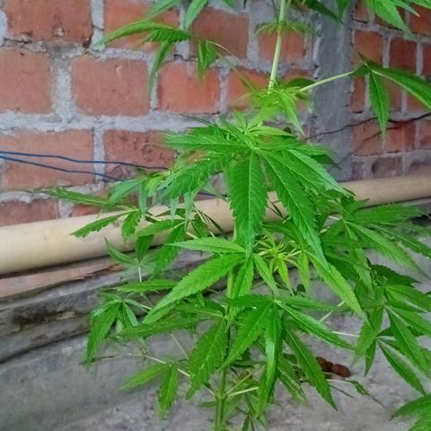 Las Bbes growlog timeline photo