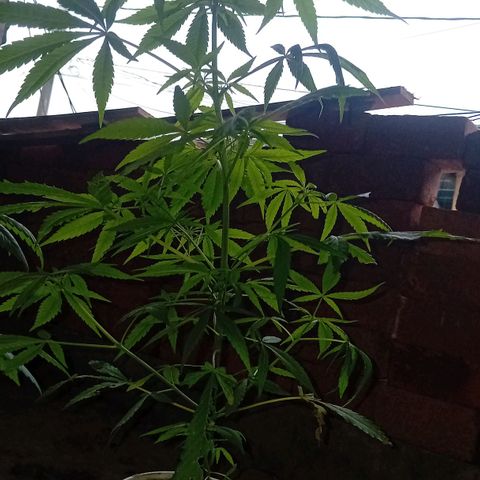 Las Bbes growlog timeline photo