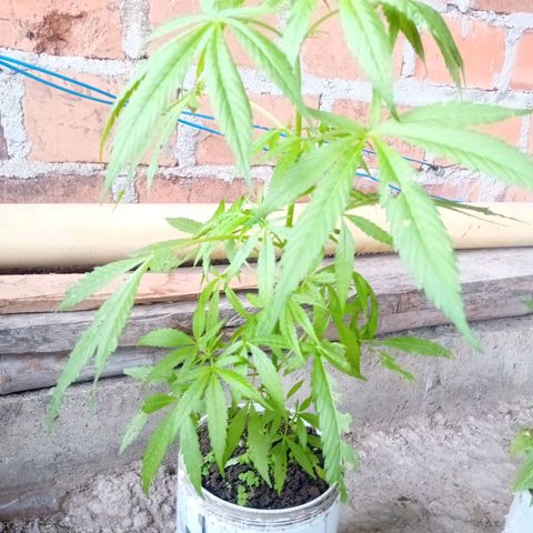 Las Bbes growlog timeline photo