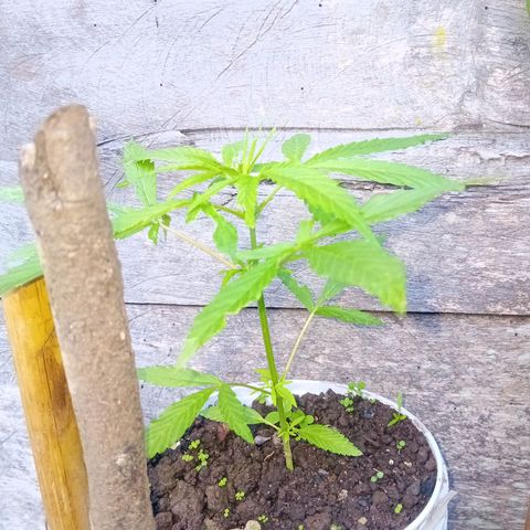 Las Bbes growlog timeline photo
