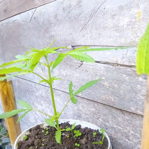 Las Bbes growlog timeline photo