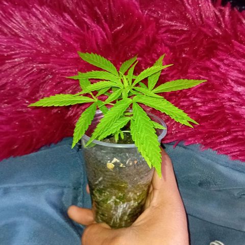 Las Bbes growlog timeline photo