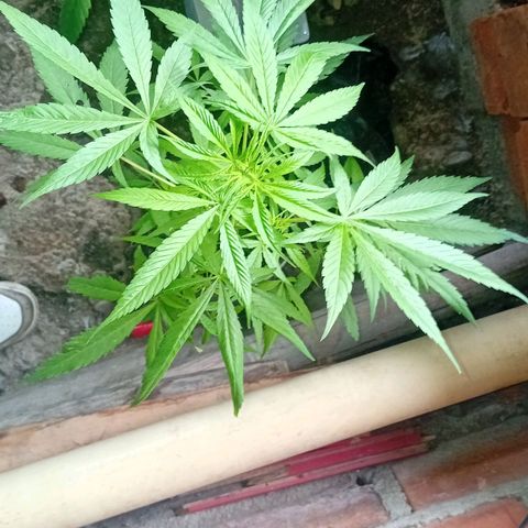 Las Bbes growlog timeline photo