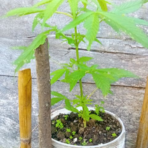 Las Bbes growlog timeline photo