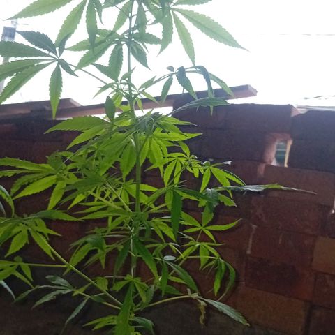 Las Bbes growlog timeline photo