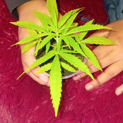 Las Bbes growlog timeline photo