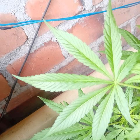Las Bbes growlog timeline photo