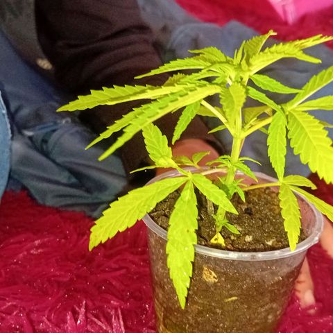 Las Bbes growlog timeline photo