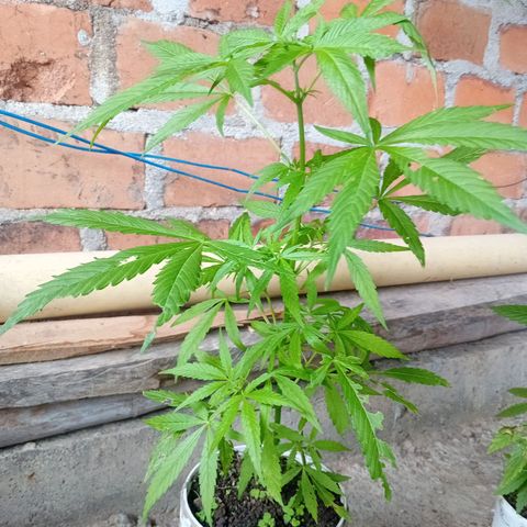 Las Bbes growlog timeline photo