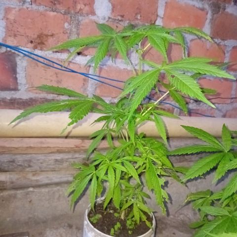 Las Bbes growlog timeline photo